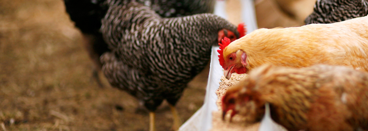 BROILERS-IN-POULTRY