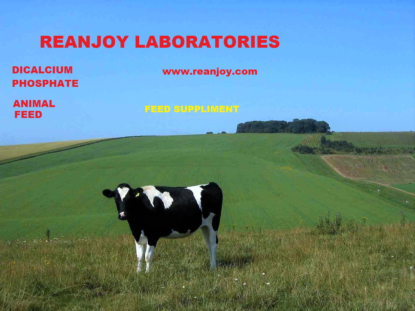 dicalcium phosphate cow