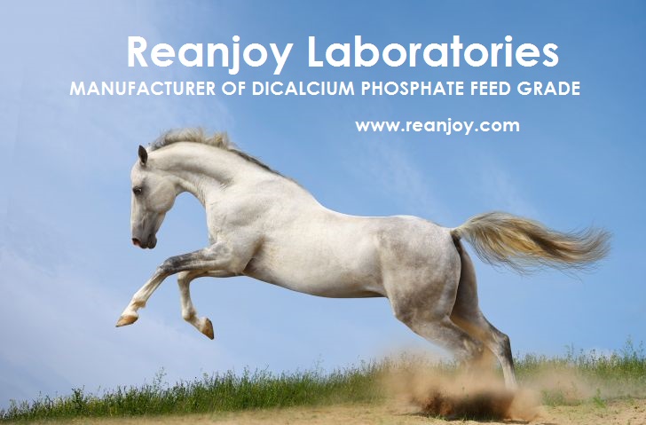 REANJOY DCP- HORSE