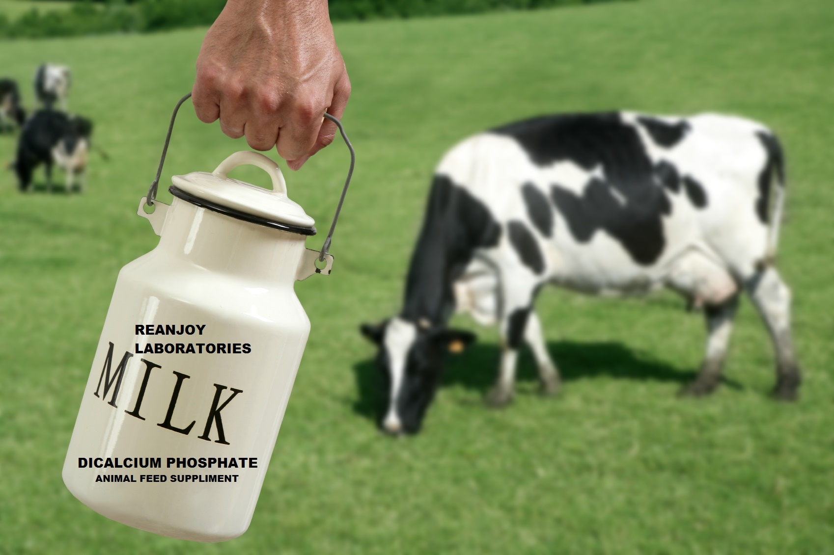INCREASE MILK OF COW